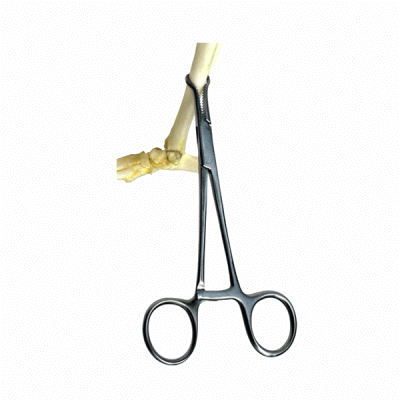 Bone Holding Forceps  X-Small